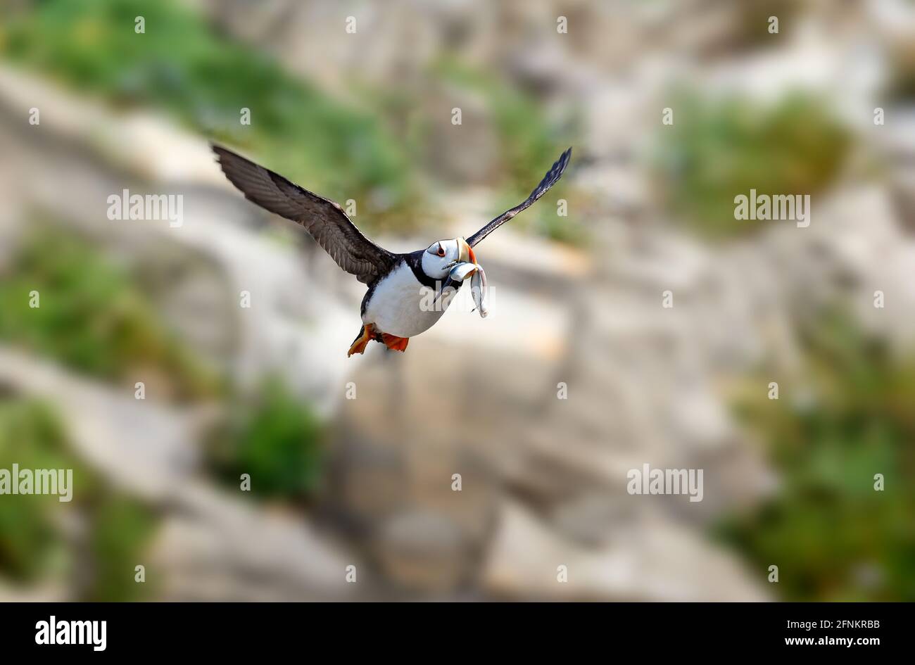 Puffin cornato in volo con anguille di sabbia in becco. Parco nazionale del lago Clark, Alaska. Foto Stock