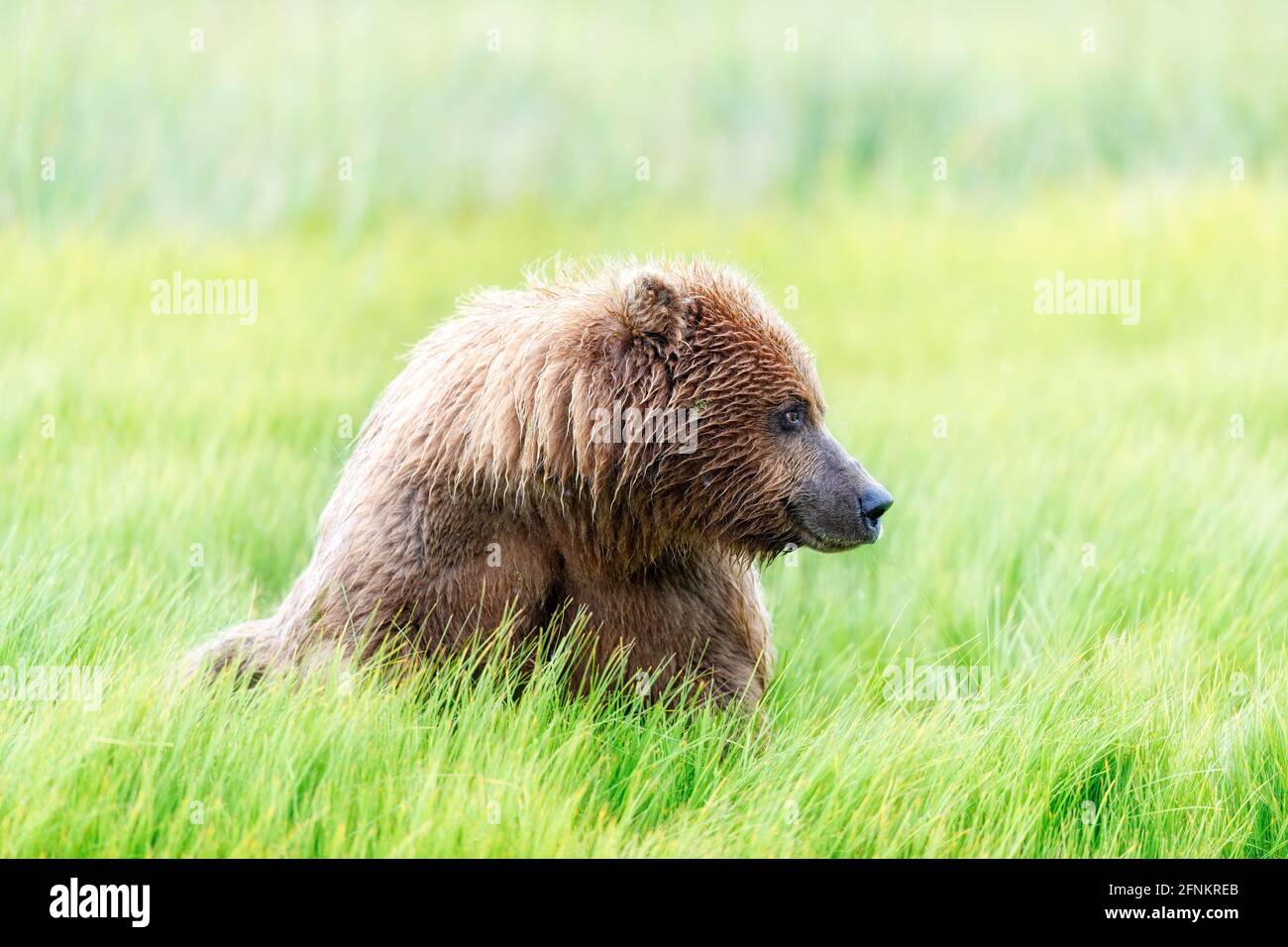 Orsi bruni costieri, Lake Clark National Park, Alaska Foto Stock
