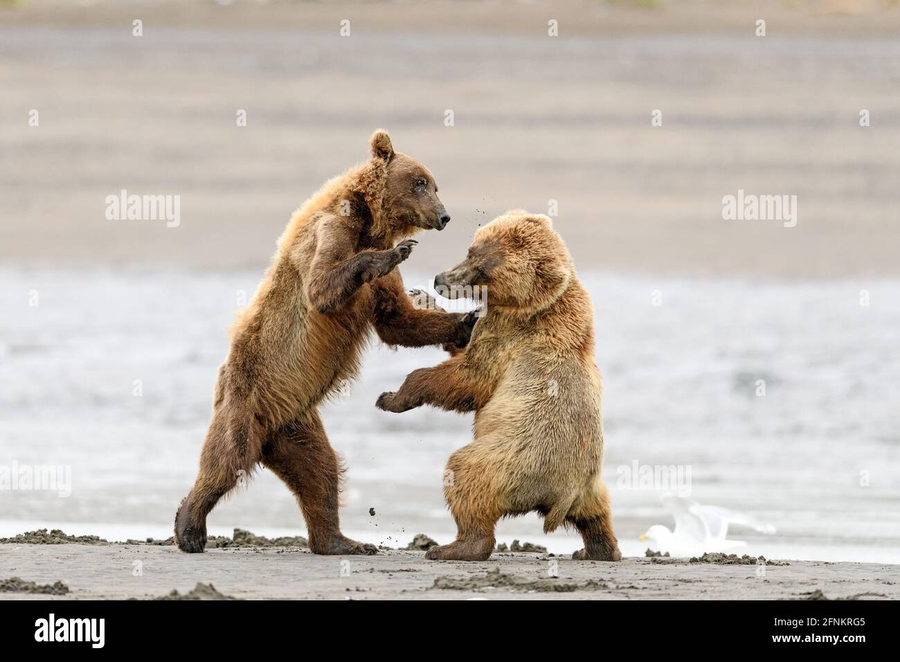 Orsi bruni costieri, Lake Clark National Park, Alaska Foto Stock