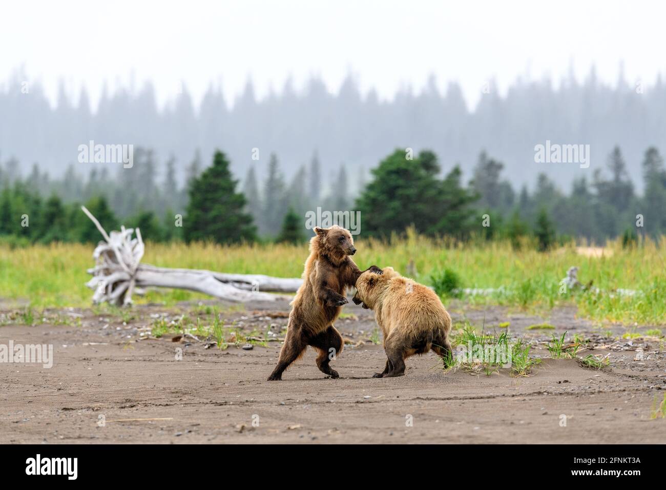 Orsi bruni costieri, Lake Clark National Park, Alaska Foto Stock