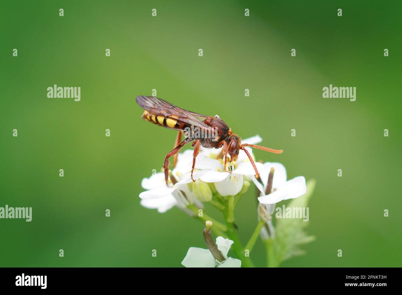 Macro shot di un'ape Nomad che sorseggia nettare dall'aglio fiori di senape in una garde Foto Stock