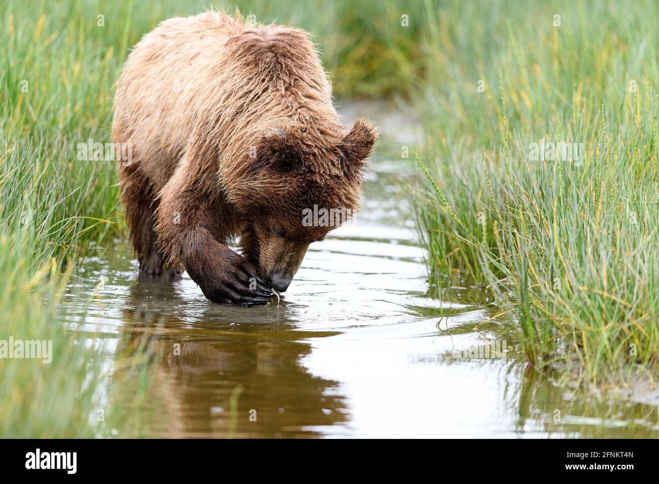 Orsi bruni costieri, Lake Clark National Park, Alaska Foto Stock