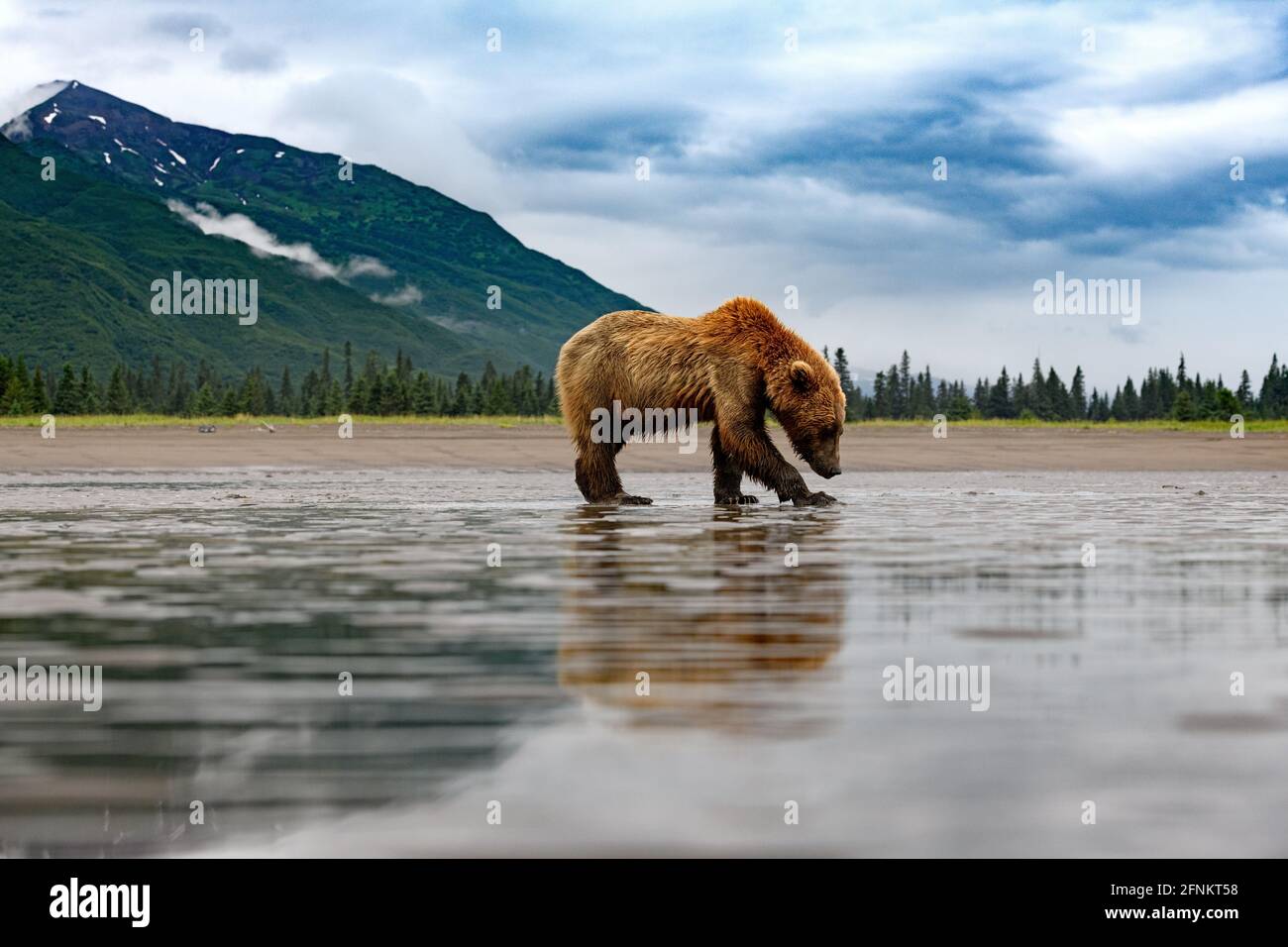 Orsi bruni costieri, Lake Clark National Park, Alaska Foto Stock