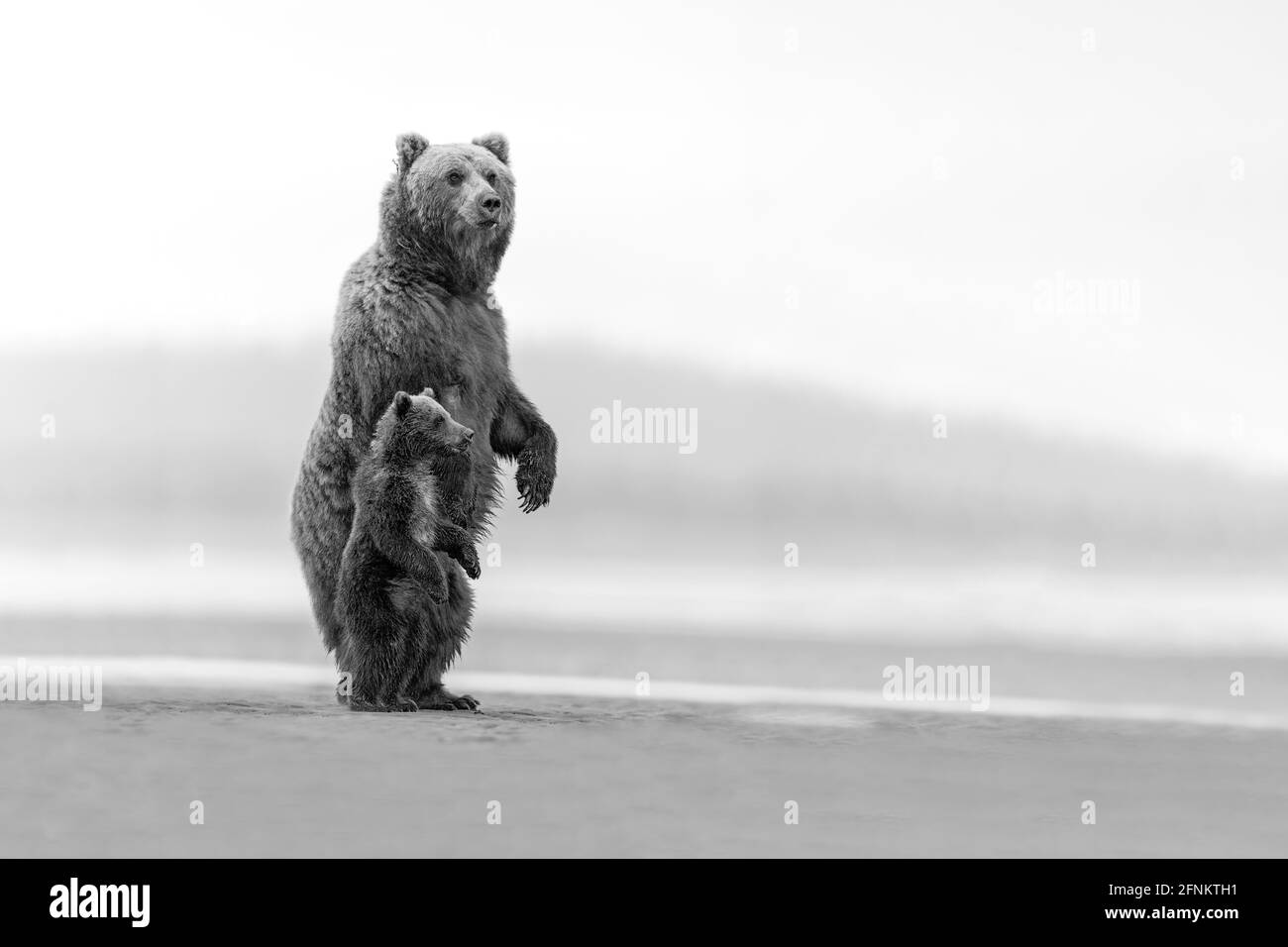 Una grande madre orso e il suo cucciolo di stand per controllare i loro dintorni, Alaska Foto Stock