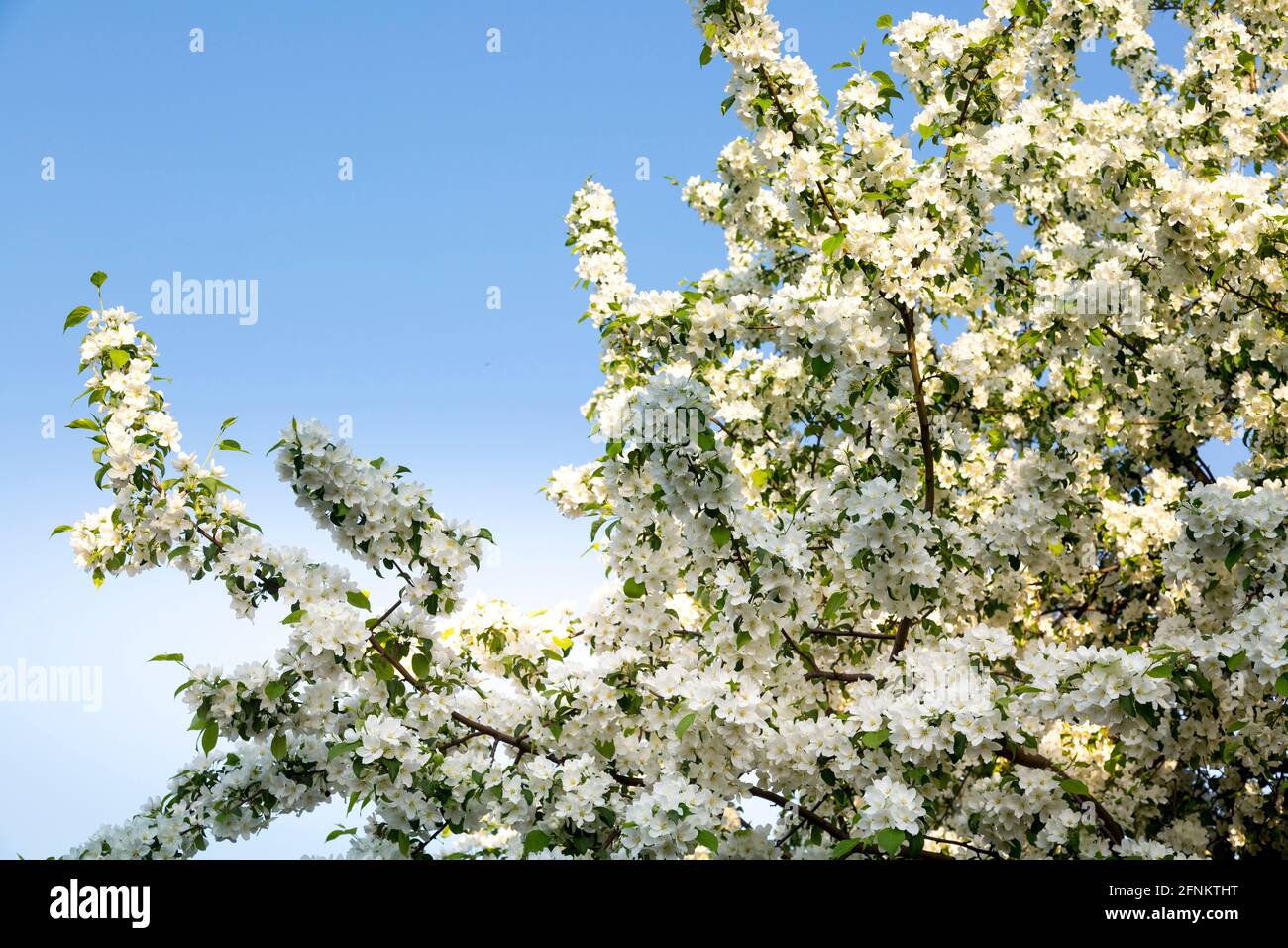 Un cespuglio denso di mela fiorisce presto in primavera Maggio contro un cielo blu Foto Stock