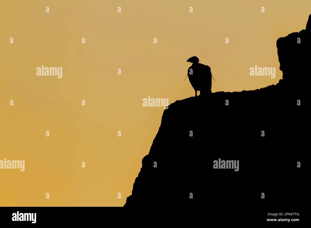 California Condor, Gymnogyps californianus, silhouette di un condor completamente maturo sulle scogliere sopra il fiume Colorado, a monte del Grand Canyon Foto Stock