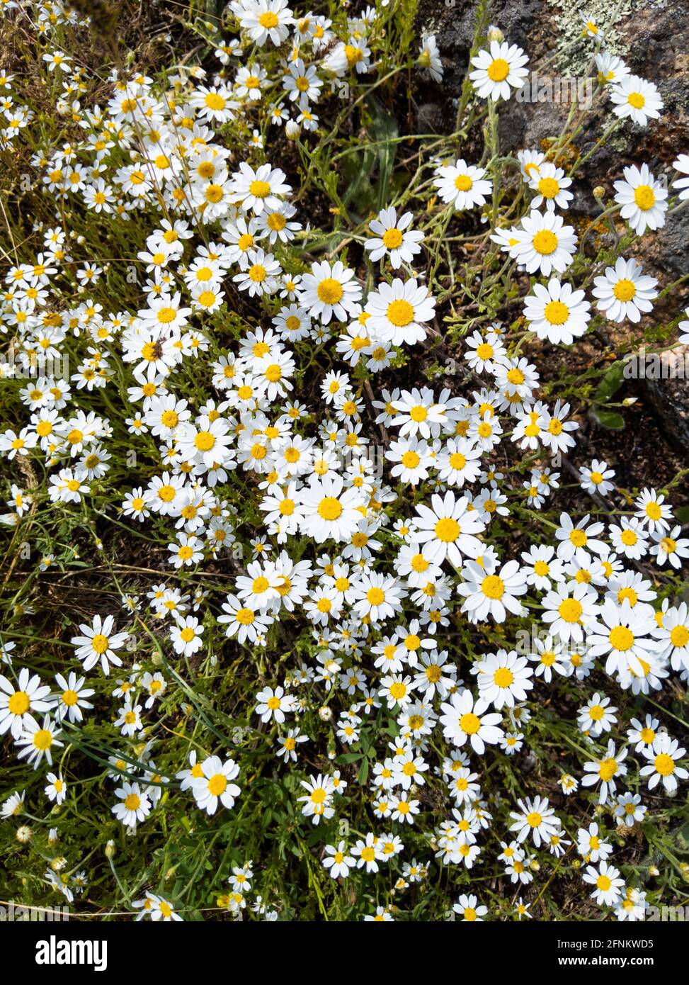 Bella Daisy fiori sfondo. Camomilla campo in fiore. Foto Stock