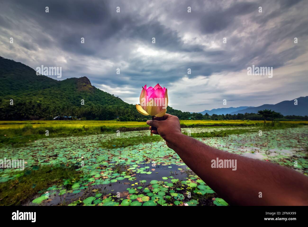 Uomo che tiene rosa loto in campo di risaie verde con montagna e drammatico cielo nuvole sfondo. Foto Stock