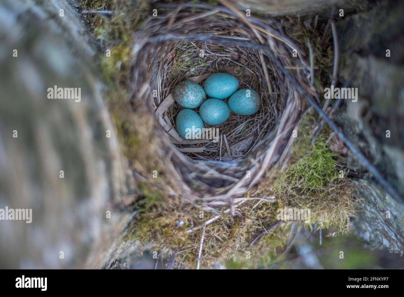 Nido con uova blu di un uccello Thrush. Fauna selvatica Foto Stock