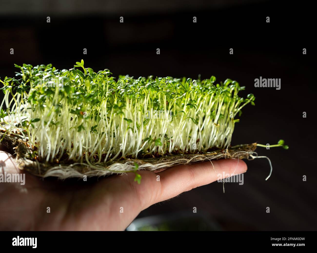 Tenere la crescione microgrverde a portata di mano. Germinazione di semi su tappeti di lino. Germogli di lattuga e altri verdi. Cibo vitaminico sano. Crescere a casa. Hobby Foto Stock