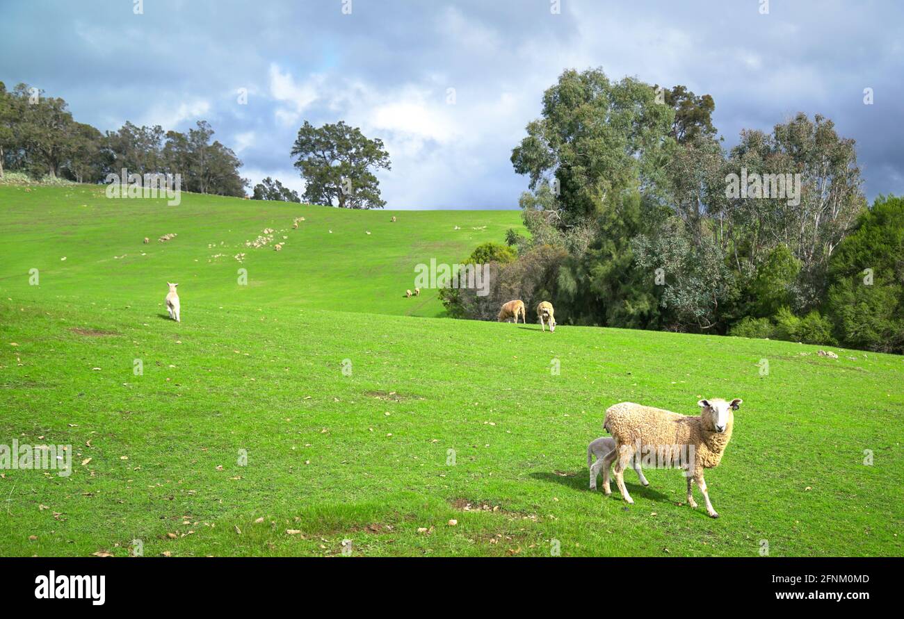 Vista panoramica di pecore in prato di verde fattoria terra. Spazio di copia. Foto Stock