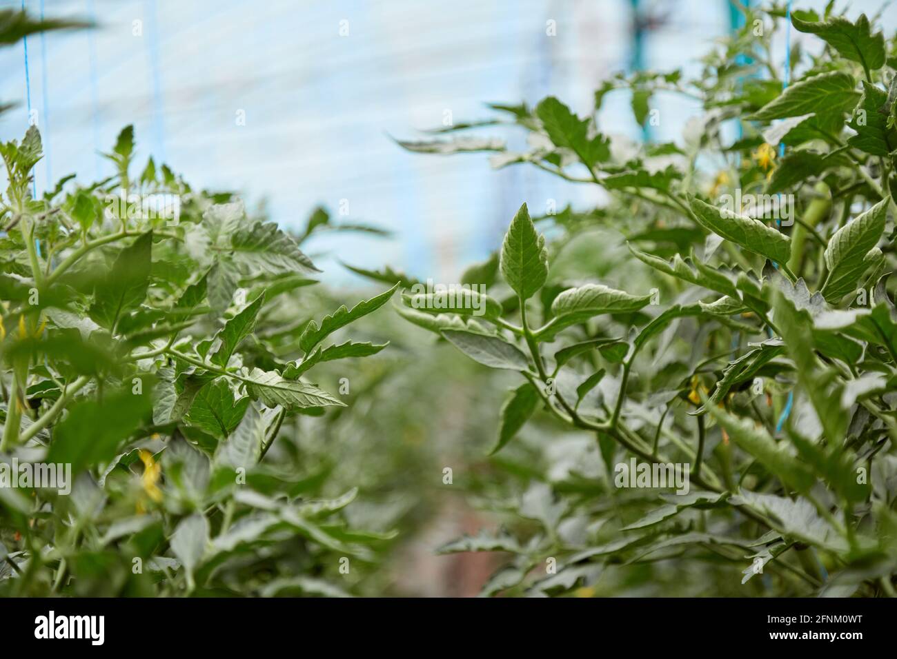 Giovani piante di pomodoro coltivate in serra. Pomodori in fiore. Lavori di primavera. Spazio di copia. Foto Stock
