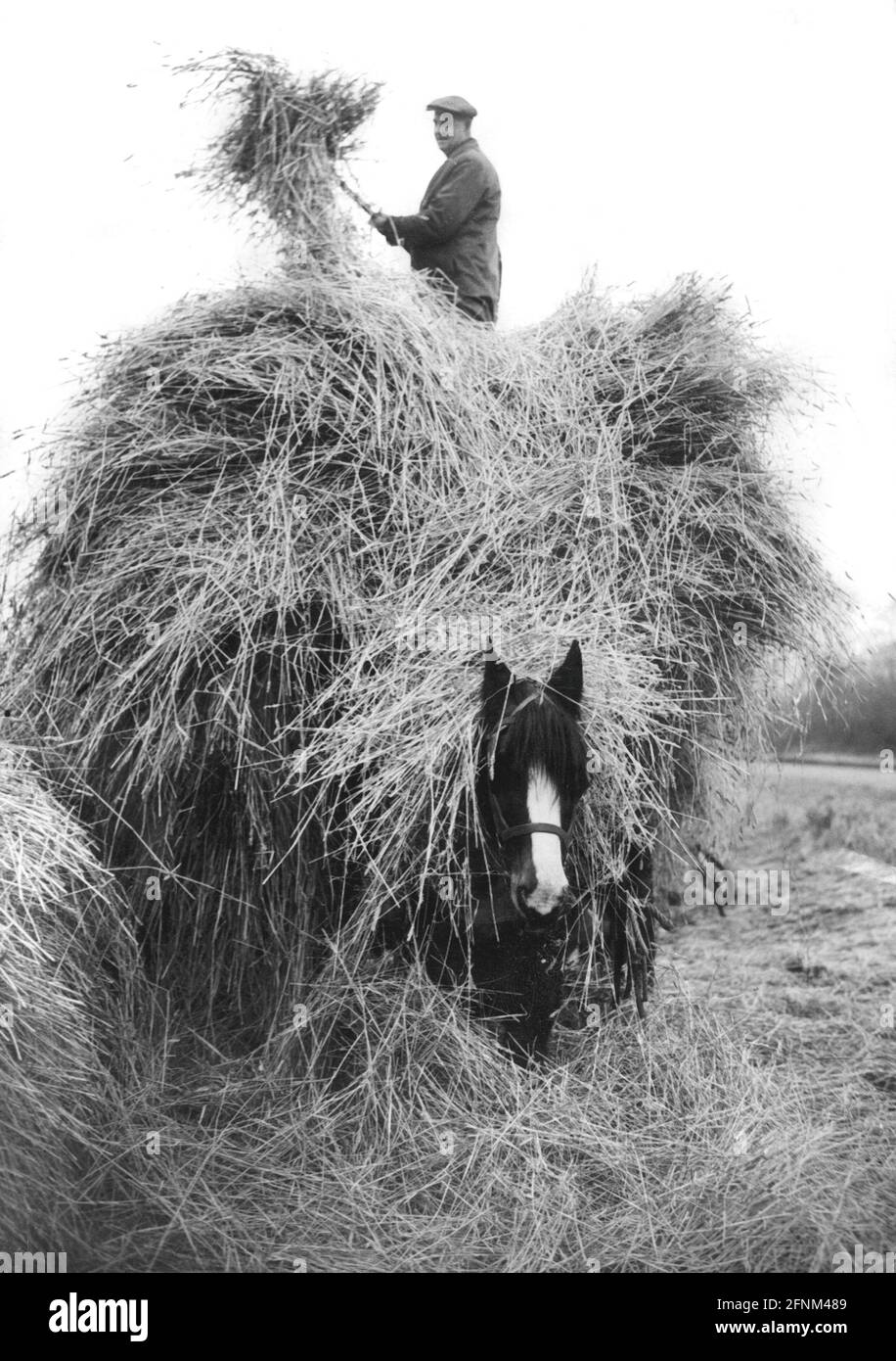 Agricoltura, fieno, agricoltore sta caricando fieno da carro di fieno, anni 50, DIRITTI-AGGIUNTIVI-AUTORIZZAZIONE-INFO-NON-DISPONIBILE Foto Stock