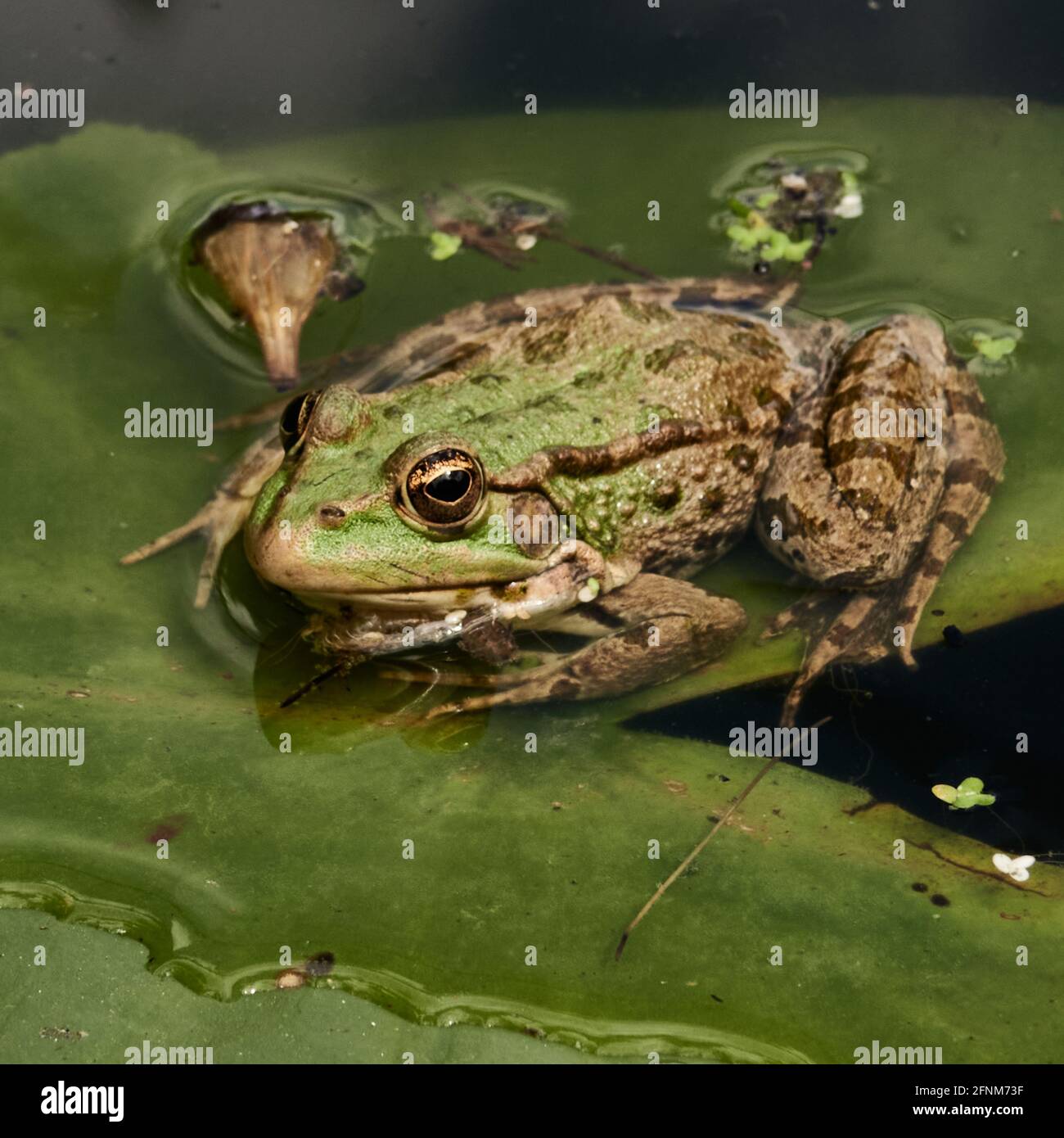 Corps-Nuds TOW, Francia. Dipartimento di Ille-et-Vilaine. Una rana Nuoto nello stagno di Jardins Rocambole; giardini ornamentali e vegetali, questi giardini Foto Stock