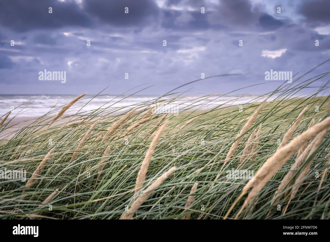 Nelle dune vicino a BjerRegard, Hvide, Sande Foto Stock