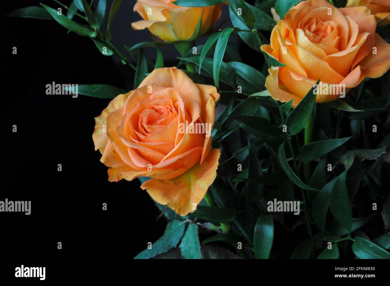 Bouquet di rose arancioni su sfondo nero per festeggiare le feste di San Valentino, compleanno, Festa della mamma o Giornata internazionale della donna Foto Stock
