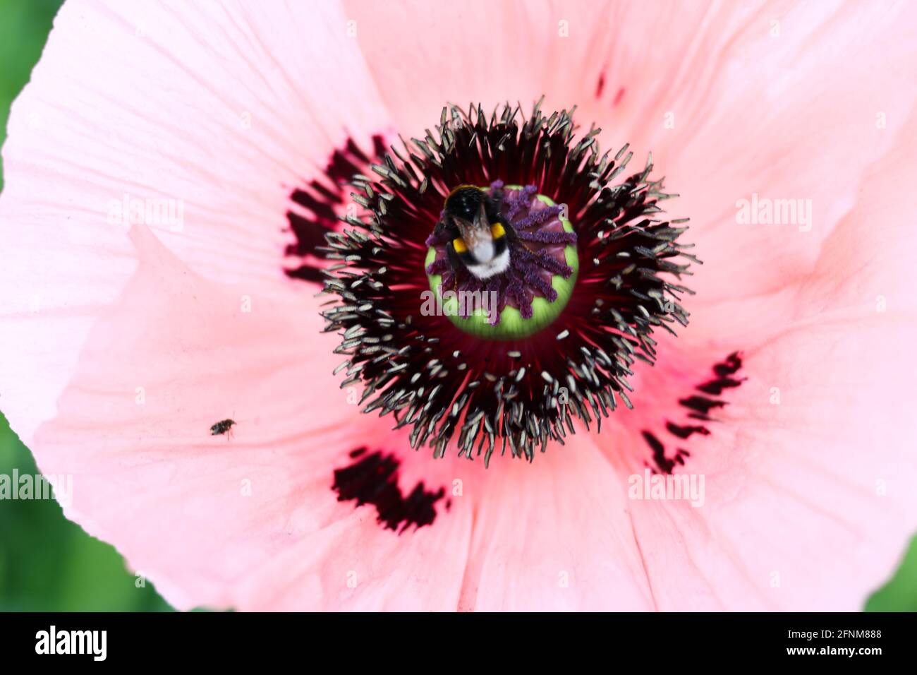 piena fioritura di un papavero rosa Foto Stock