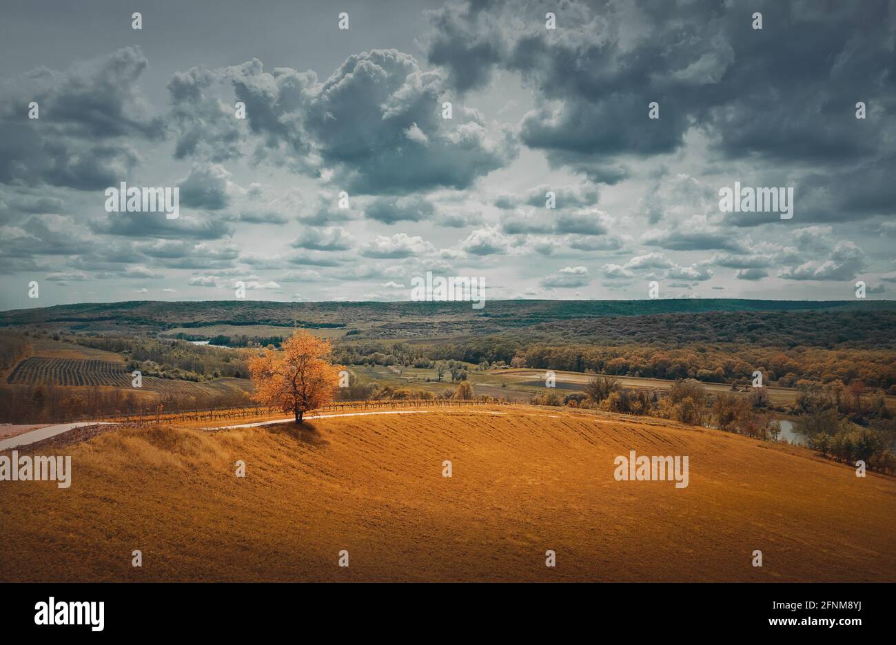 Pittoresco paesaggio autunnale con belle tonalità gialle e un albero soluto vicino alla strada attraverso un campo. Forestand e vigneti all'orizzonte. Idy Foto Stock