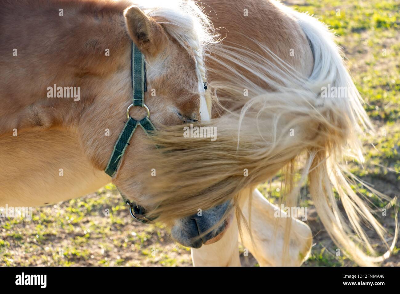 Il ritratto di un cavallo haflinger con una coda accanto ad un cavallo in piedi Foto Stock