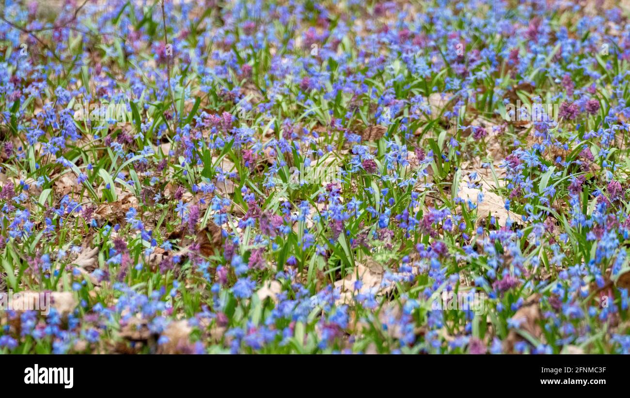 Prato in fiore con molti bella bifolia Scilla o squill a due foglie e Corydalis cava nella foresta selvaggia e soleggiata. Fiori primaverili con fuoco selettivo Foto Stock
