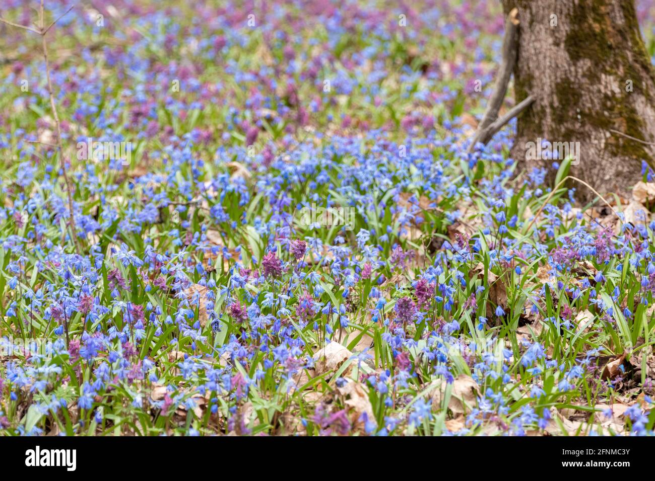 Prato in fiore con molti bella bifolia Scilla o squill a due foglie e Corydalis cava nella foresta selvaggia e soleggiata. Fiori primaverili con fuoco selettivo Foto Stock
