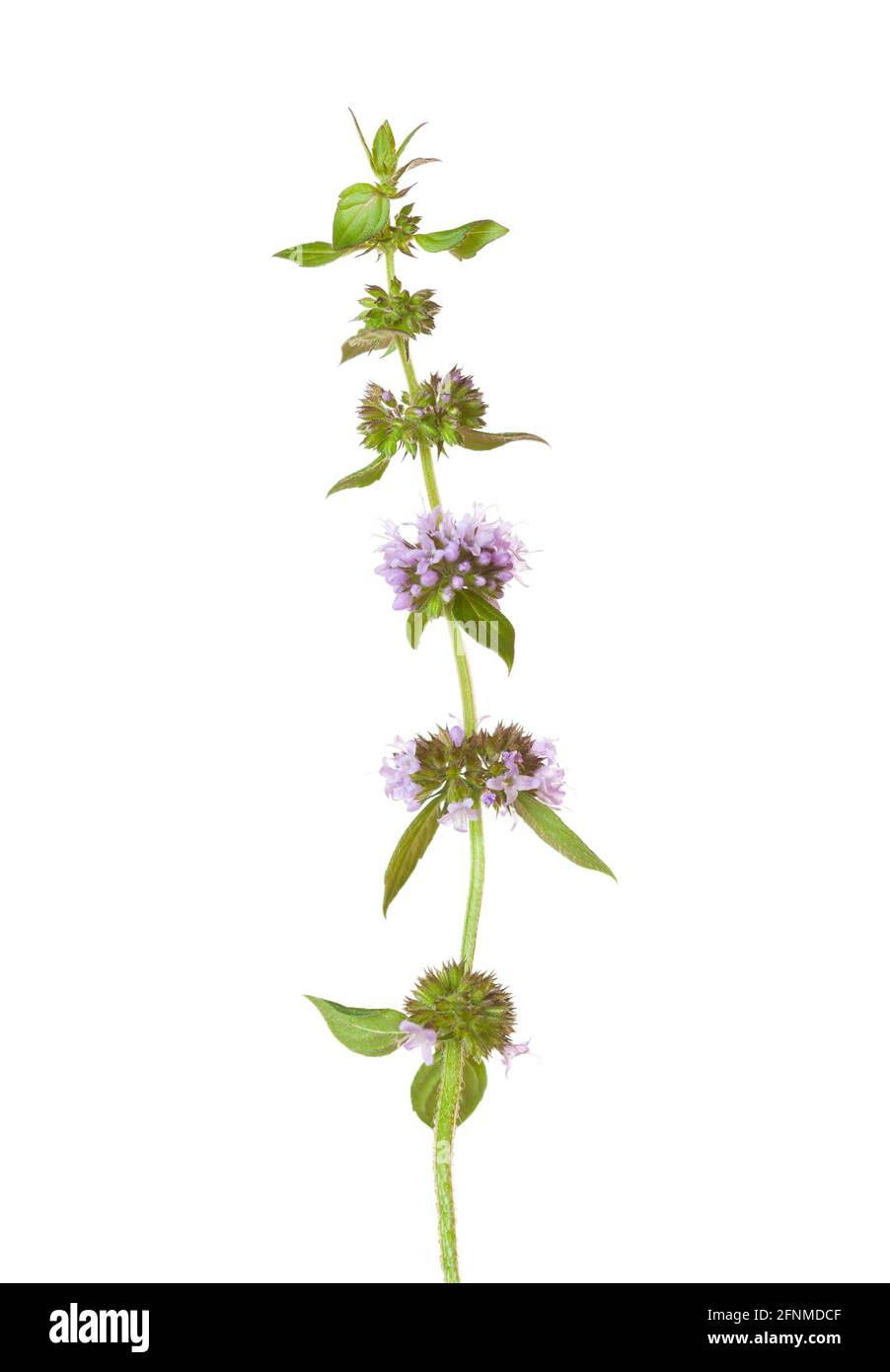 Sprig di Mertha arvensis (selce di campo o selce selvaggia) con i fiori minuscoli isolati su sfondo bianco. Messa a fuoco selettiva. Foto Stock