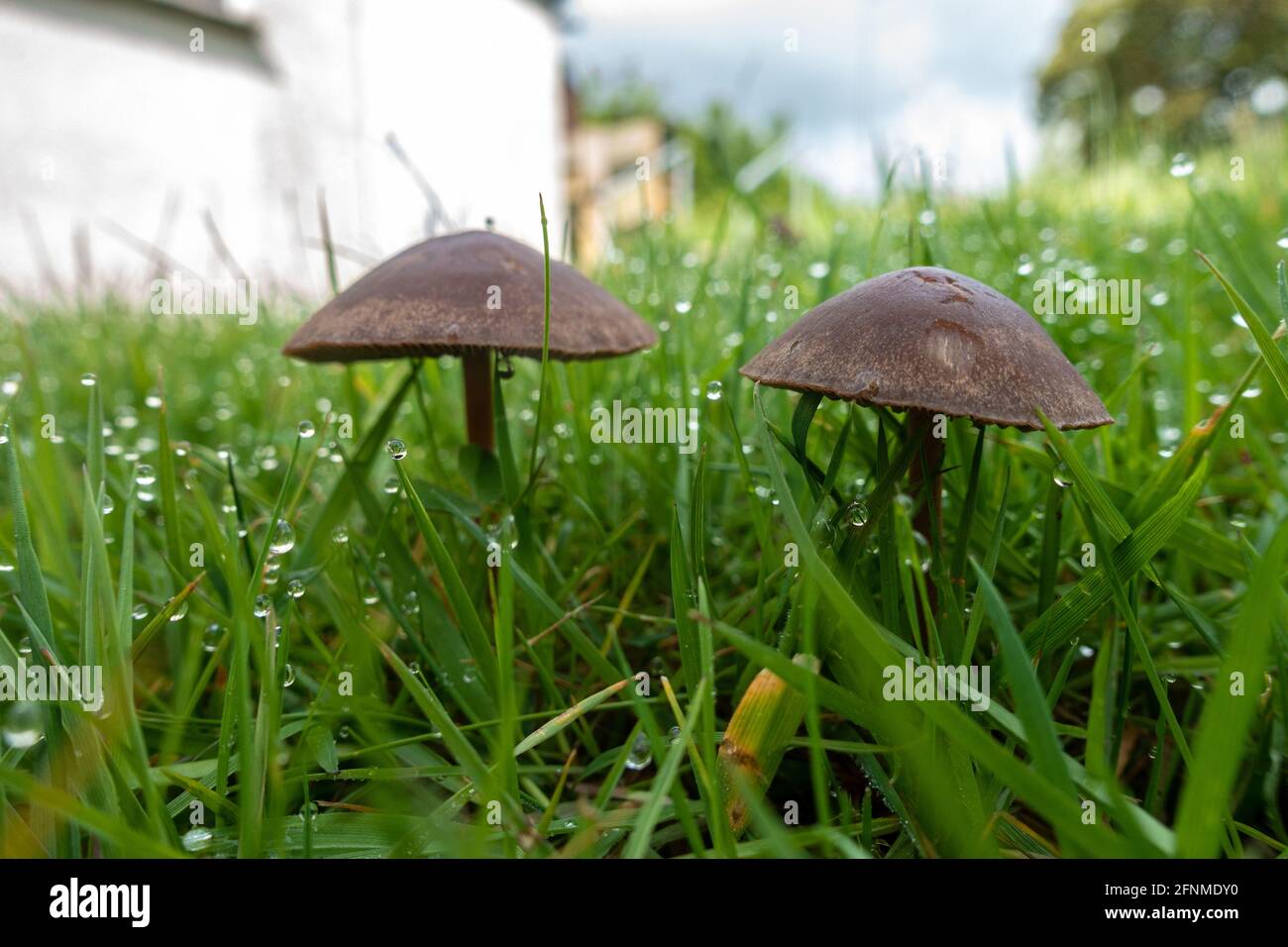 Un paio di funghi marroni che crescono in un prato in un giardino. Foto Stock