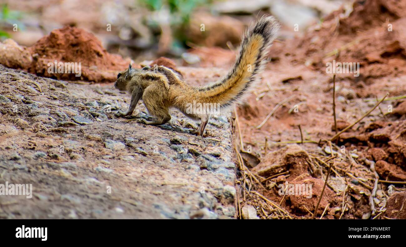 Splendida vista ravvicinata del retro di uno scoiattolo seduto su un bosco in uno zoo indiano Foto Stock