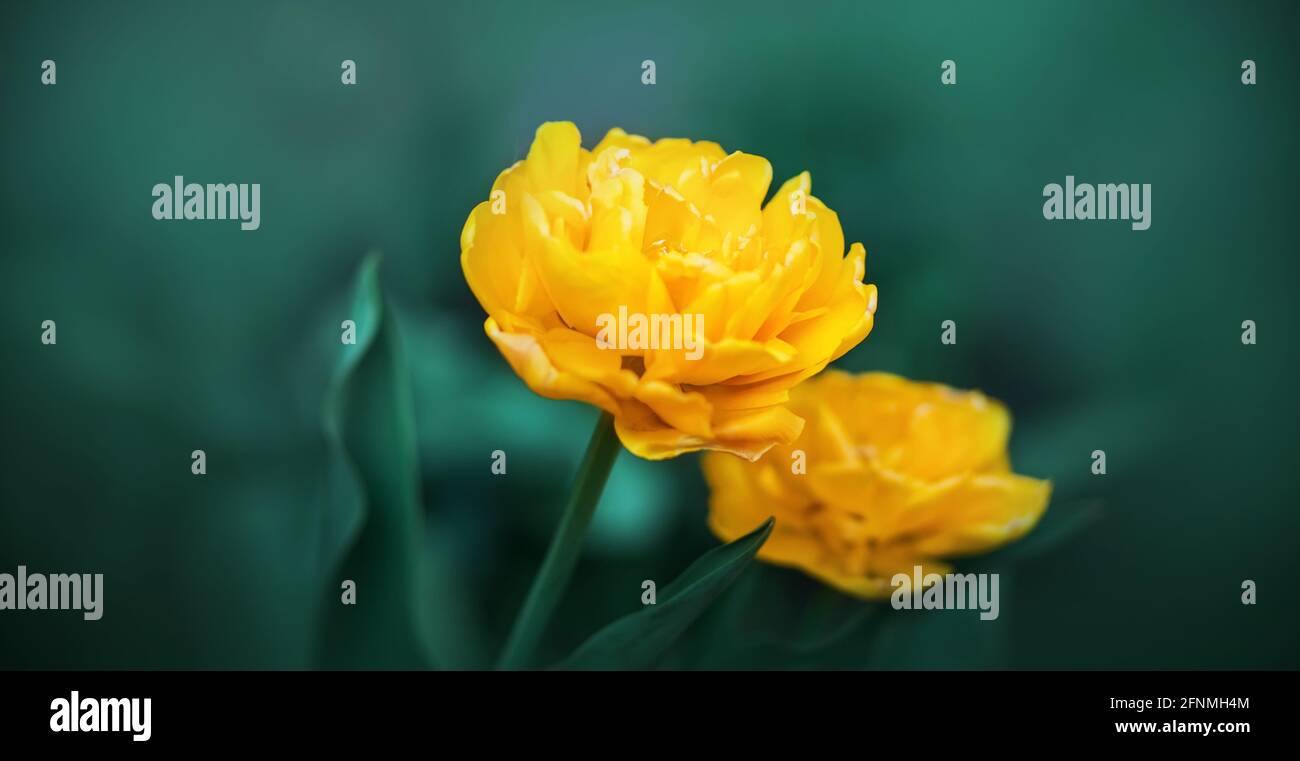 Fiori di tulipano gialli luminosi e lussureggianti con petali di terry fioriscono tra l'erba scura in primavera. Natura. Foto Stock