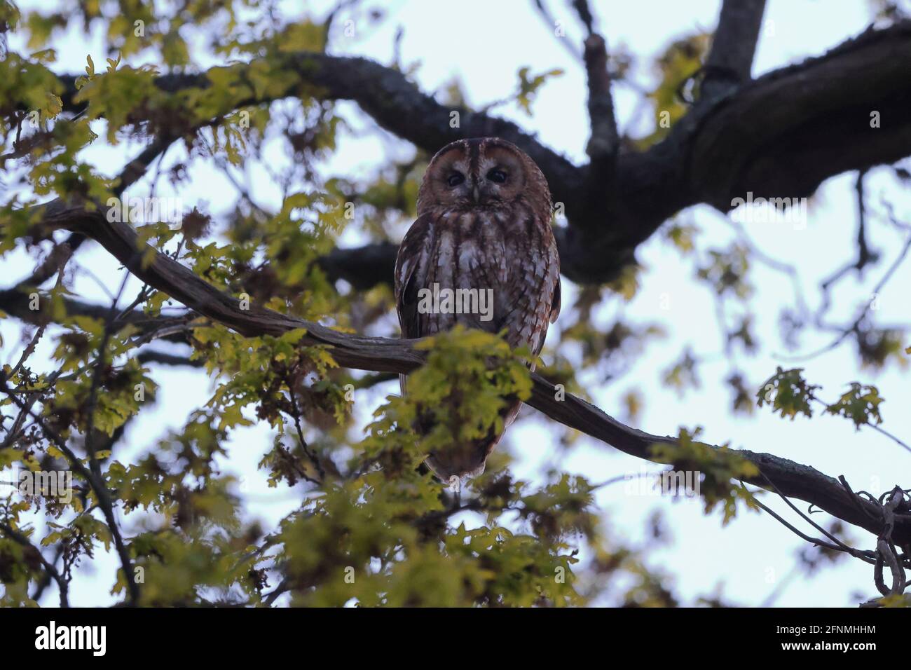 Il gufo bruno o gufo bruno è un gufo di media taglia, calza, comunemente trovato in boschi attraverso gran parte del paleartico. Foto Stock