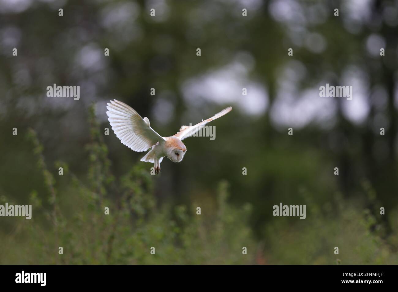 Il gufo di fienile è la specie di gufo più diffusa al mondo e una delle più diffuse di tutte le specie di uccelli. Foto Stock