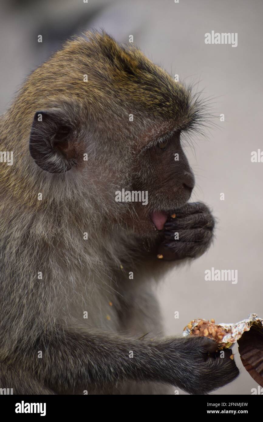 Pasto felice di Monkey Foto Stock