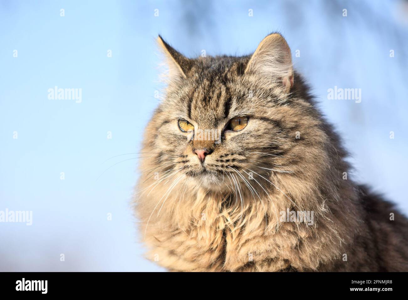 Ritratto di un soffice gatto tabby con gli occhi gialli all'aperto. Gatto bello con faccia seria. Primo piano, messa a fuoco selettiva, sfondo blu e spazio di copia. Foto Stock
