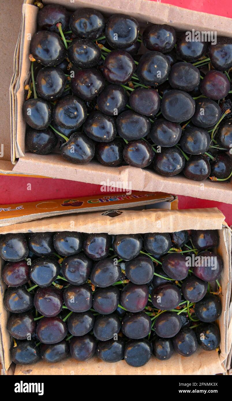 Una ciliegia è il frutto di molte piante del genere Prunus, ed è un drupe carnoso Foto Stock