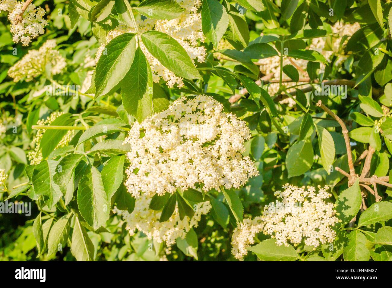 Fiori bianchi soleggiati della pianta Black Call-Sambucus nigra in primavera giorno nel sole del pomeriggio. Foto Stock