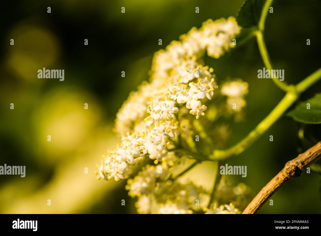 Fiori bianchi soleggiati della pianta Black Call-Sambucus nigra in primavera giorno nel sole del pomeriggio. Foto Stock