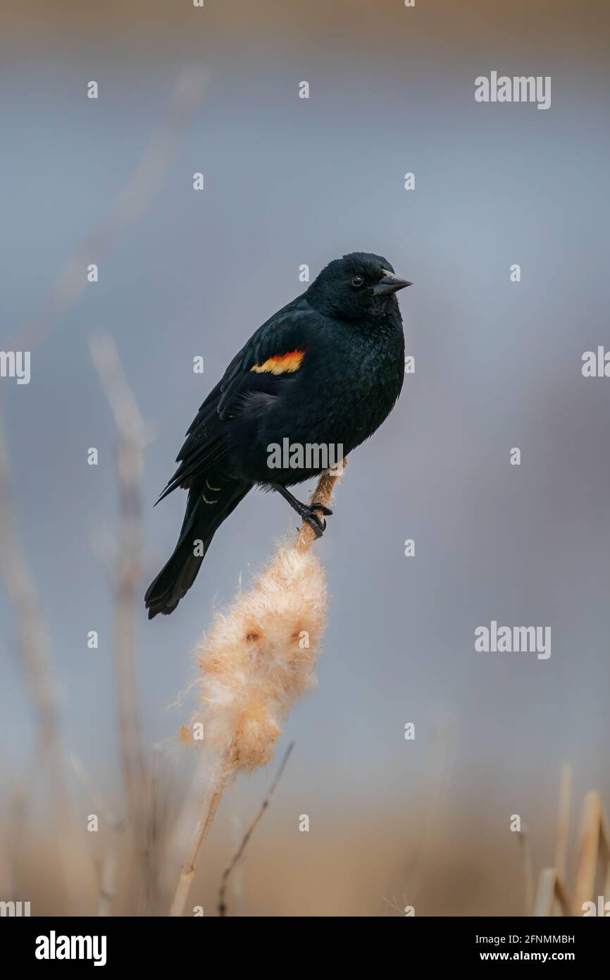 Un uccello nero maschile arrossato mostra le sue distintive zone di spalla mentre è appollaiato su una stuccia al bordo della riserva naturale Strawberry Creek. Foto Stock