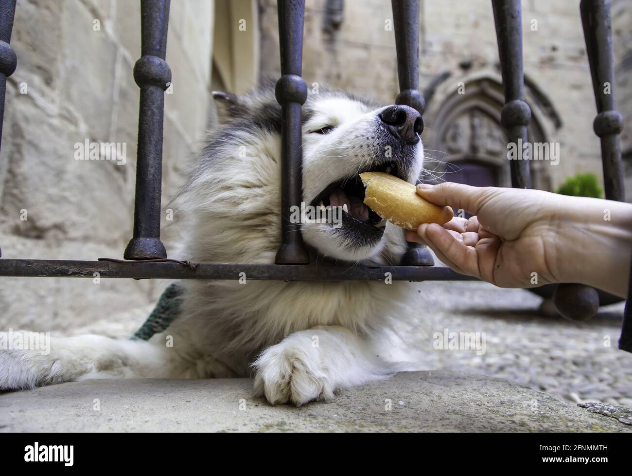 Dettaglio del cane domestico legato in strada Foto Stock