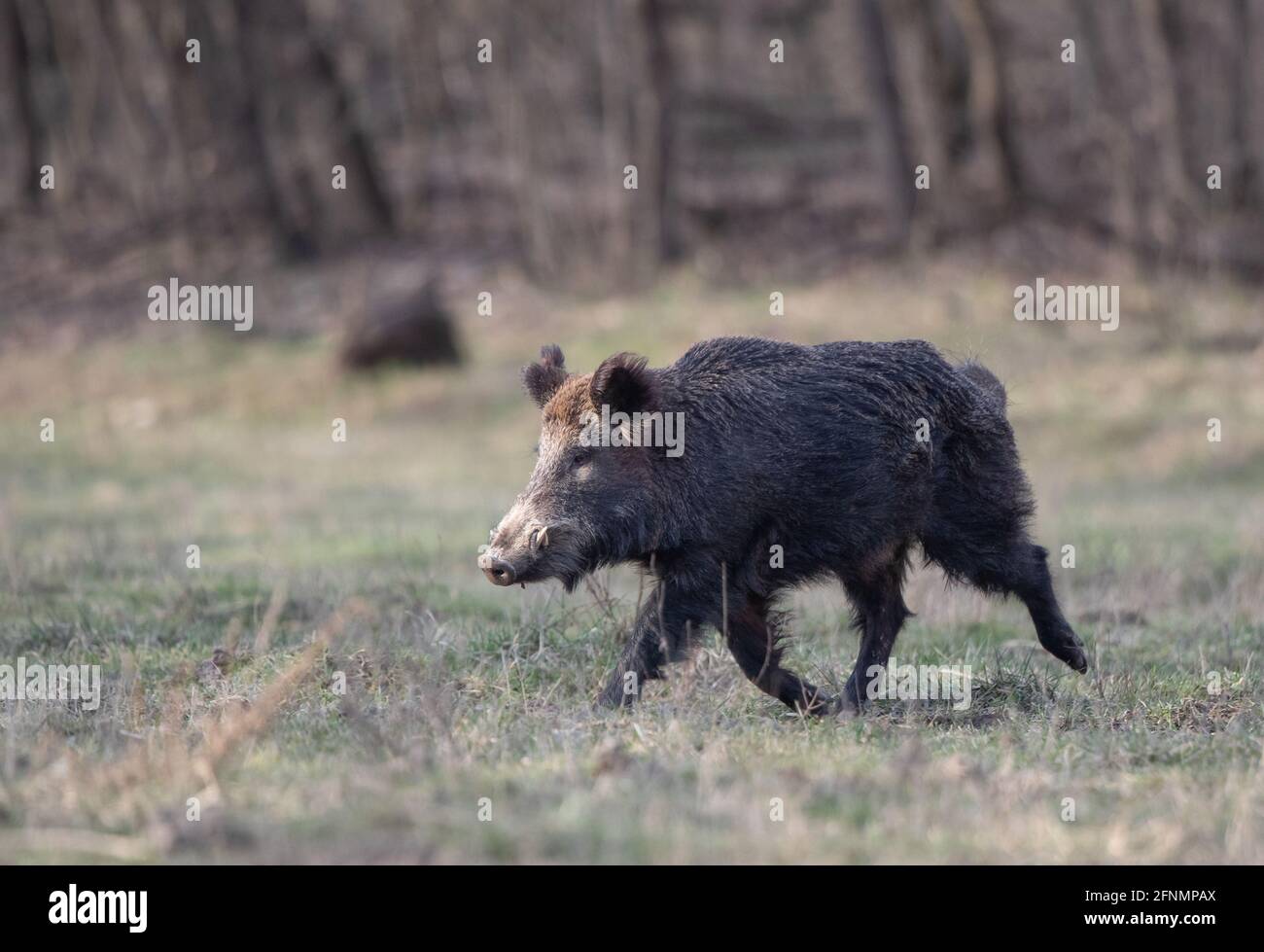 MARCHE E FAUNA SELVATICA: COINVOLGERE FATTIVAMENTE I CACCIATORI - Foto 4