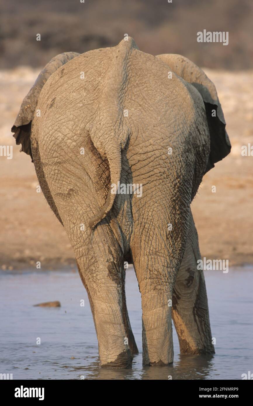 Elefante africano - Vista posteriore Parco Nazionale di Loxodonta africana Etosha, Namibia MA000584 Foto Stock