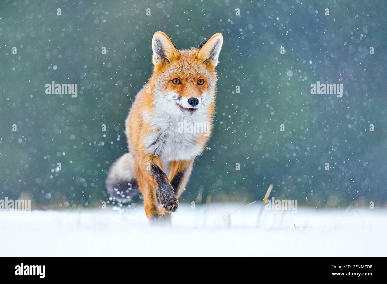 Caccia alla volpe rossa, vulpes Vulpes, scena faunistica europea. Animale da pelliccia d'arancia nell'habitat naturale. Fox sul prato della foresta invernale, con bianco Foto Stock