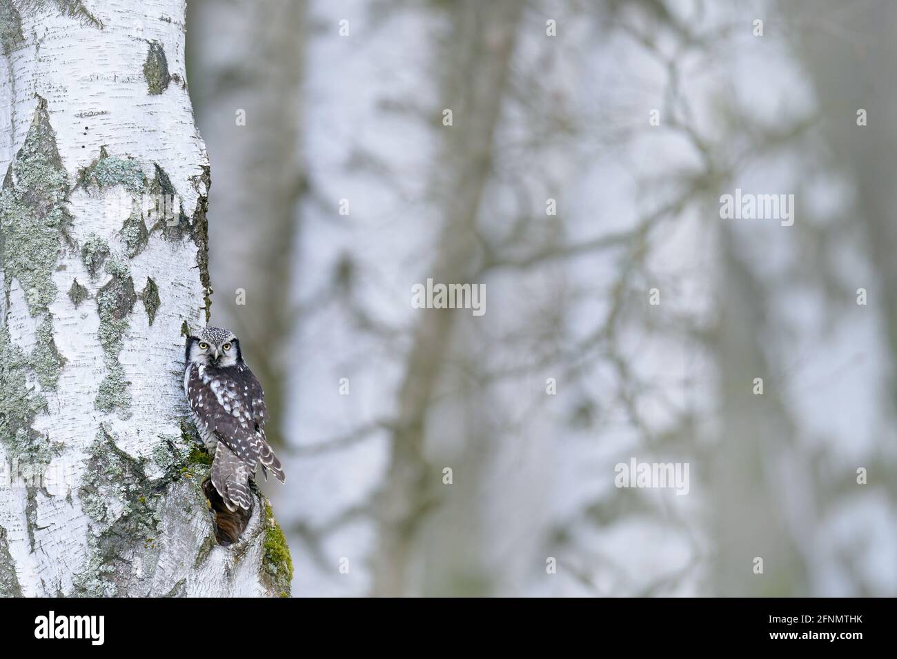 Hawk Owl in habitat naturale della foresta, betulla bianca, durante l'inverno freddo. Scena della fauna selvatica dalla natura. Natura del Nord Europa. Neve scena invernale con Foto Stock