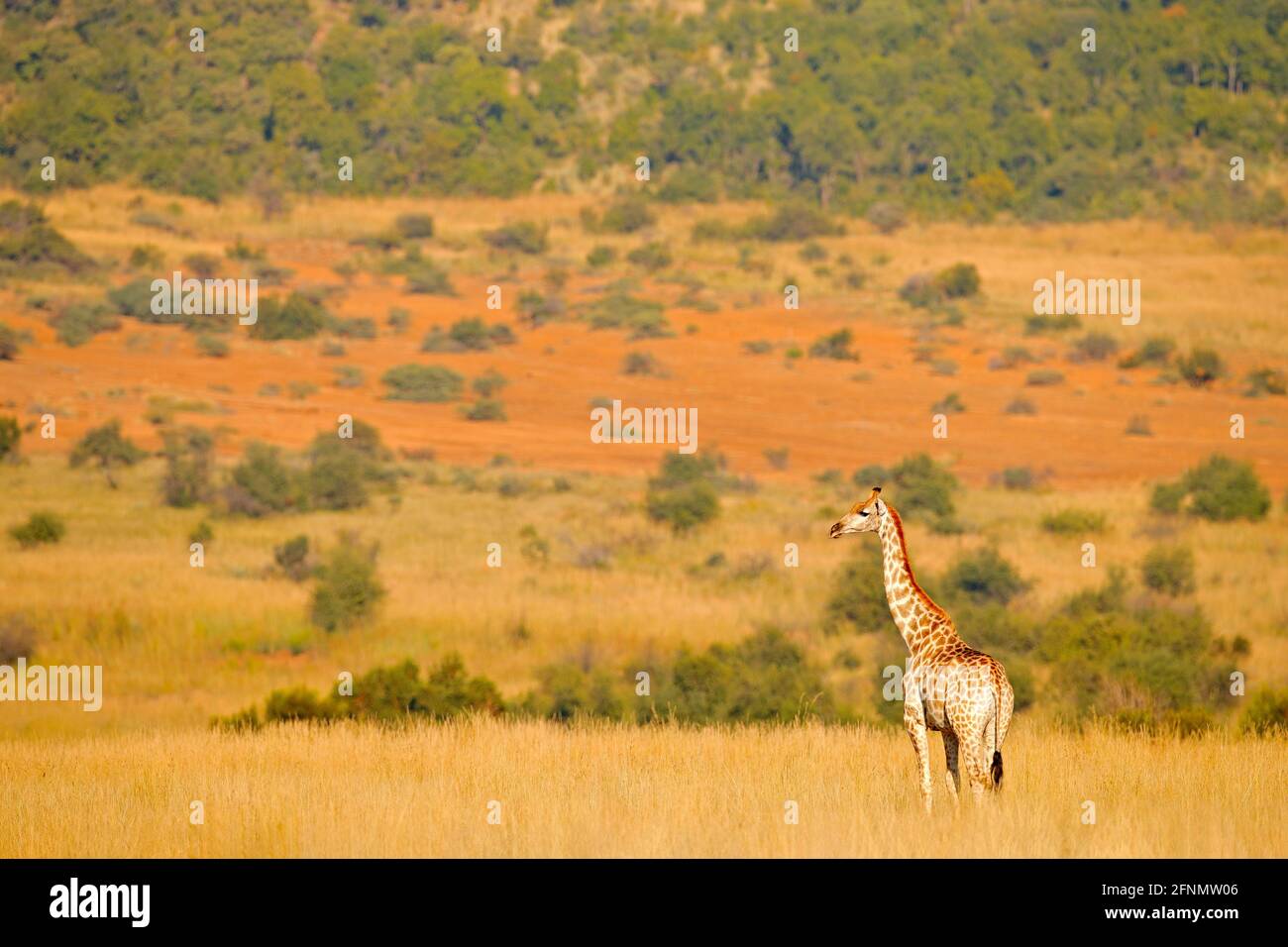 Giraffe, vegetazione verde con animale. Scena faunistica dalla natura, Pilanesberg NP, Africa. Vegetazione verde in Africa. Foto Stock