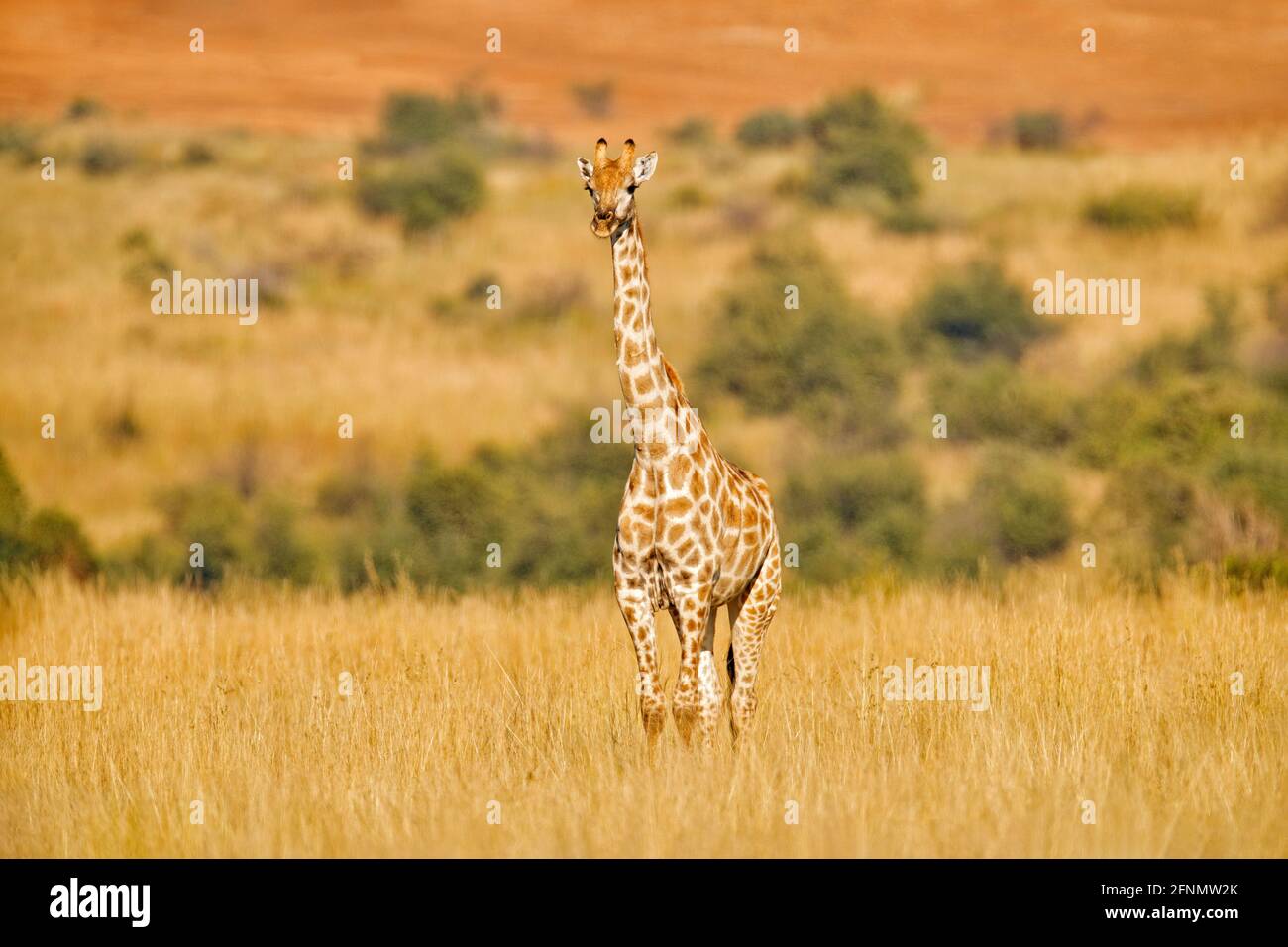 Giraffe, vegetazione verde con animale. Scena faunistica dalla natura, Pilanesberg NP, Africa. Vegetazione verde in Africa. Foto Stock