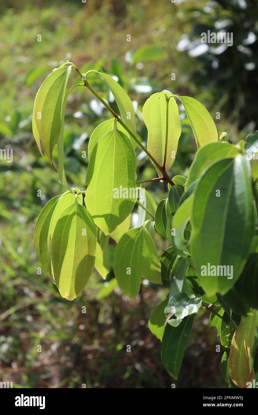 Cannella dello Sri Lanka, molto famosa per le spezie, questo albero di cannella al sole con foglie verdi. Foto Stock