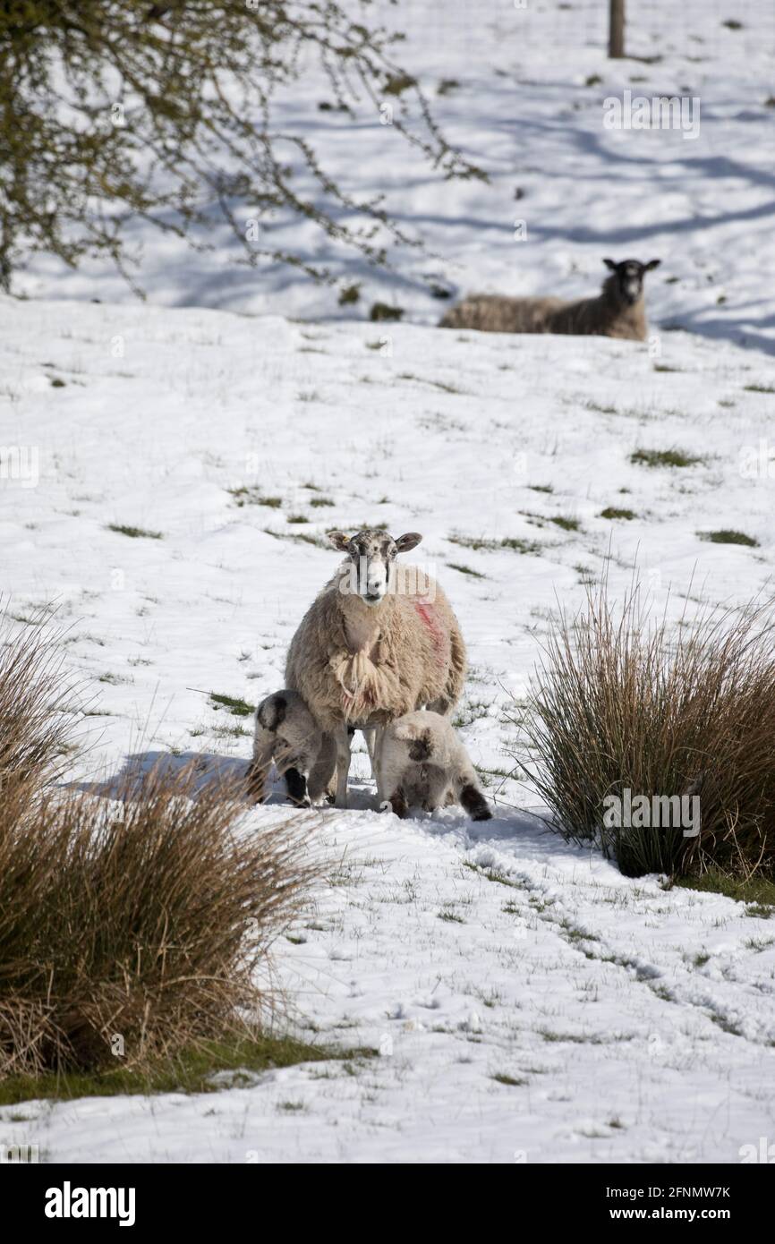 Pecore e agnelli in un campo di erba con una recente nevicata, North Yorkshire, Inghilterra, Regno Unito Foto Stock