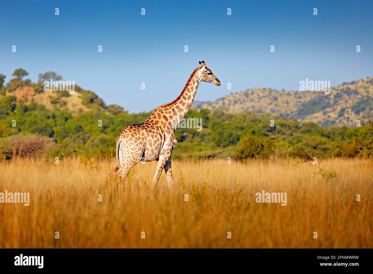 Giraffe, vegetazione verde con animale. Scena faunistica dalla natura, Pilanesberg NP, Africa. Vegetazione verde in Africa. Foto Stock