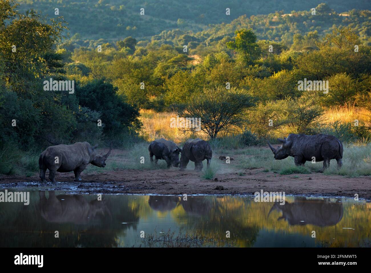 Rinoceronte nel Parco Nazionale di Pilanesberg, Sudafrica. Rinoceronte bianco, Ceratotherium simum, grande animale nella natura africana, vicino all'acqua. Scena faunistica fr Foto Stock
