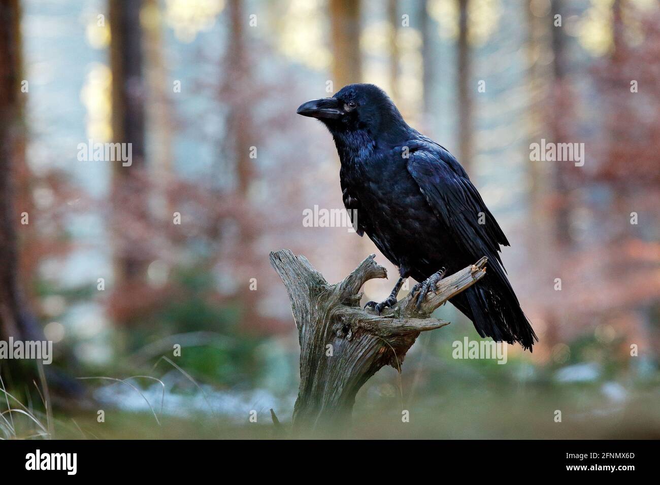 Raven con carcassa di fagiano uccisione sul prato della foresta. Corvo di uccello nero con fagiano comune morto. Comportamento alimentare scena dalla natura. Uccello nero fra Foto Stock