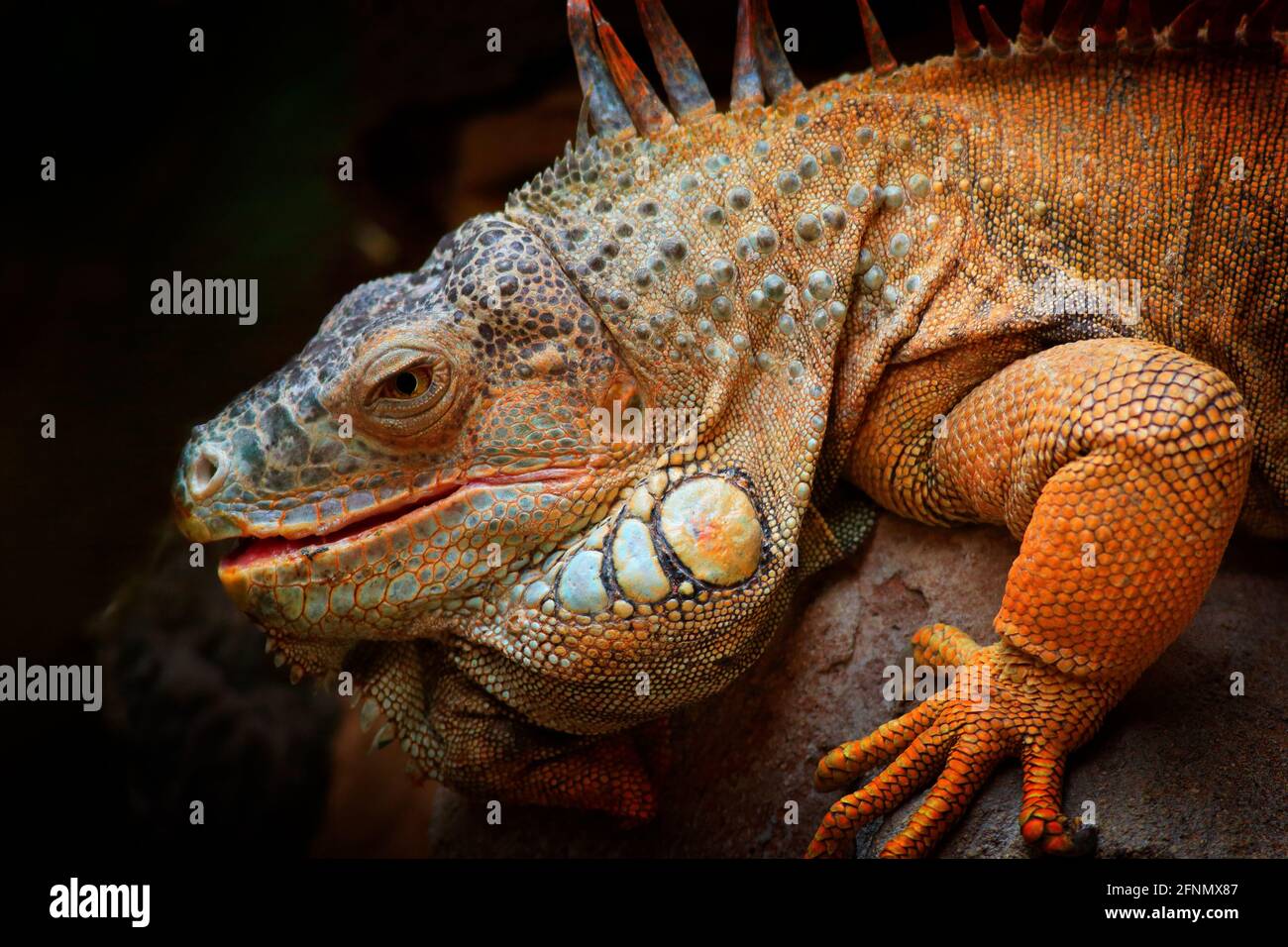 Natura selvaggia, grande lucertola. Ritratto di iguana arancio nella foresta verde scuro, Costa Rica. Scena della fauna selvatica dalla natura. Primo piano ritratto di li Foto Stock